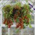 A hanging basket in the centre of a white beamed greenhouse with Gartenperle tomatoes in it - lots of little red, round fruits with green stems and leaves with a few deep purple flowers at the top edges