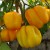 Four, large vibrant yellow, gold medal, pleated tomated hanging with green stalks to green stems, with parts of green leaves in the photo.