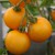 Three medium sized, round, bright yellow Golden Sunrise tomatoes hanging with green stalks on green stems