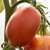 Clost up of a large, elongated, red/orange Jersey Devil tomato with a pointed bottom, attached with a green stalk to a green stem with the sun reflected off the tomato.