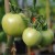 Three, green, round (with a point at the base) Long Keeper tomatoes attached with darker green stalk to a green stem and bamboo cane. The tomato to the left is double the size of the one in the middle.