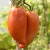 Two, large, heart shaped, orange/red/green Long Tom tomatoes draped from their green stalks with green foliage blurred in the background