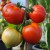 A group of four Nepal tomatoes hanging with green stalks to a green stem with a bamboo can behind. The top left fruit is large, round and slightly pleated, the two the right, one under each other are a little smaller. Bottom right fruit is round but green