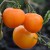 Three round, medium sized orange, Pink Grapefruit tomatoes hanging with green stalks to a green stem.