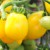 Several yellow, small lemon shaped Pink Lemon tomato fruits, hanging with green stalks to a green stem