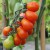 A long string of Red Fig tomatoes which are pear shaped, they are red at the top of the truss with a green one at the bottom, attached with green stalks to their stem and plant.