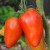 Two large, long, fleshy looking San Marzano Redorta tomatoes attached with green stalks at the top to a main stem