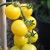 Long truss of ripe pale yellow, Snow White tomatoes attached with their green stalks to a green stem with a bamboo cane in the background