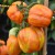 Group of large, red, orange and yellow striped stuffer tomatoes attached to their truss with green stalks and stem