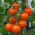 Eight sungold yellow tomatoes haning on their truss, attached with green stalks and stem