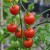 Bunch of vibrant red, round Super Sweet 100 tomatoes hanging from top to bottom of the photo with green stems and leaves and black pots blurred in the background