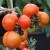 Groupd of red, round Surenders Indian Curry Tomatoes on their purple green stem and stalks tied up with brown twine