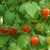 Small, red, round sweet pea currant fruits attached with their green stalks to green stems with lots of green leaves surrounding them