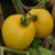 Two lemon yellow Taxi tomato fruits hanging from their plant with green stalk and stems