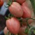 Cluster of elongated pink Thai Pink tomato fruits with green stalks hanging down from the top to the bottom of the photo