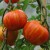 Three large red, striped yellow Tigerella tomato fruits hanging on green stalks and stems with a few green leaves