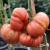 Cluster of very large, red, pleated and striped pale yellow Vintage Wine tomato fruits attached to a green stem which is tied to a bamboo cane with brown string