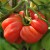 Very large, red, pleated Zapotec tomato fruit, attached to it's green stalk, with green similar fruits in the background