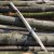 A peeled chestnut tree stake with a black plastic tree tie laying over it,  positioned diagonally against a large stack of logs with bark, some with green moss