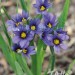 j-sisyrinchium-idahoense-var-macounii-moody-blues.jpg