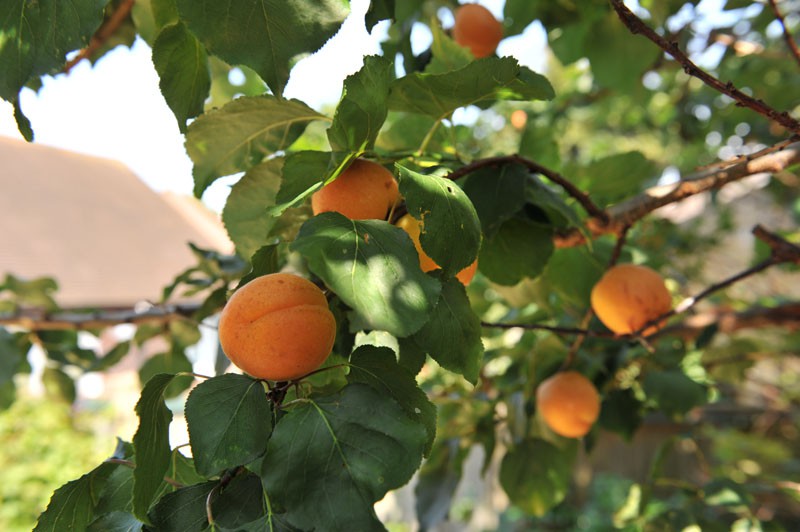apricot-nancy-004.jpg