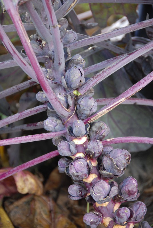 brussels-sprouts-red-001.jpg