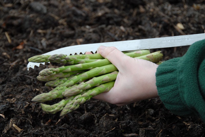 cutting-asparagus-007.jpg