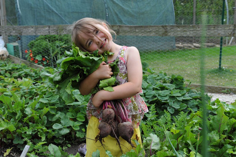 harvesting-beetroot-003.jpg