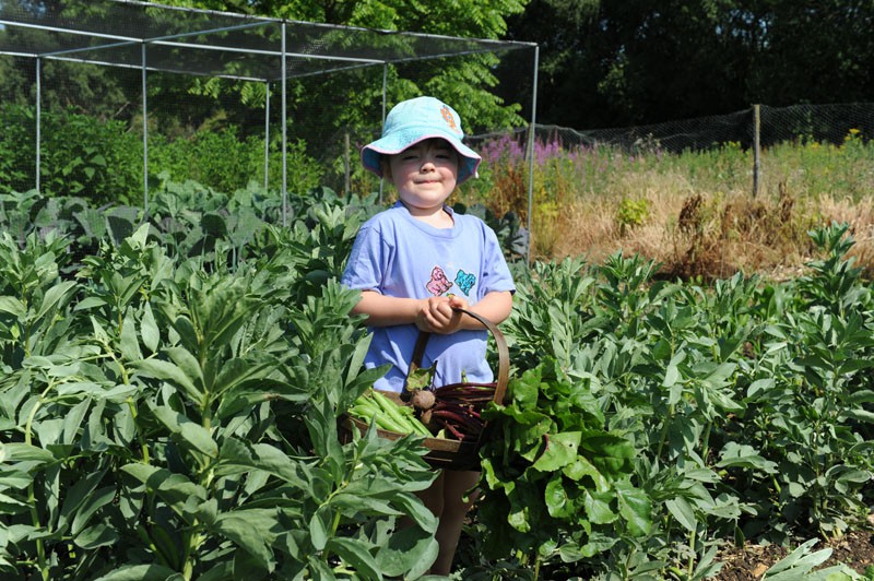 picking-broad-beans-004.jpg