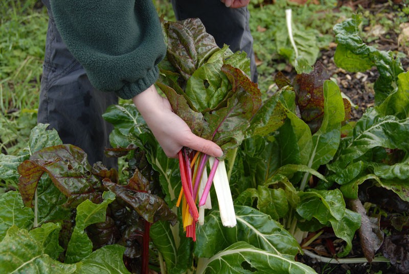 rainbow-chard-001.jpg