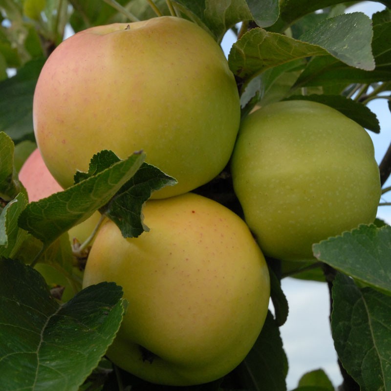 Winter Banana Apple Tree | Malus domestica | Buy Online