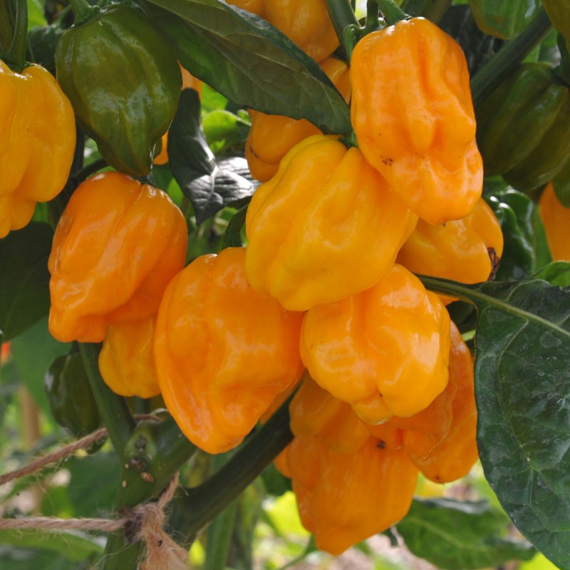 Chilli Pepper Seed Orange' Buy Online