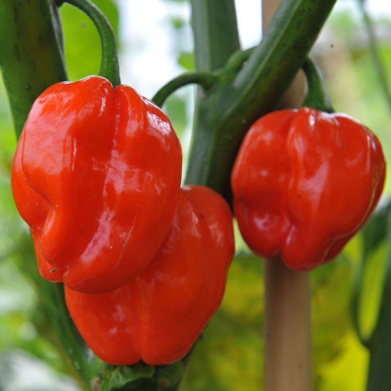 Pepper Seed Suave Red | Capsicum annuum | Buy Online