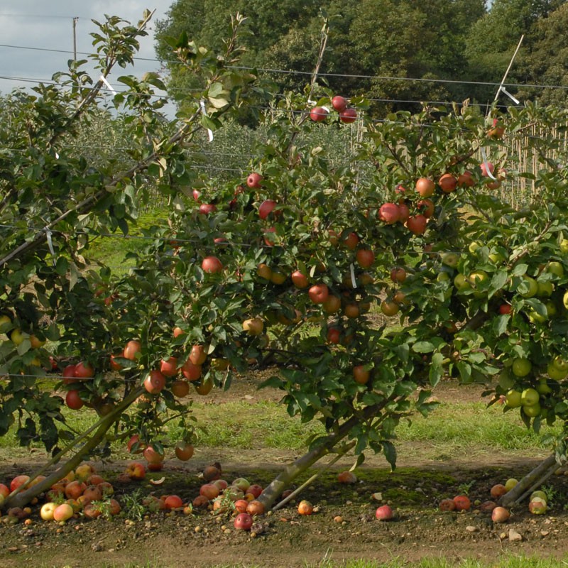 sq-cordon-apples.jpg