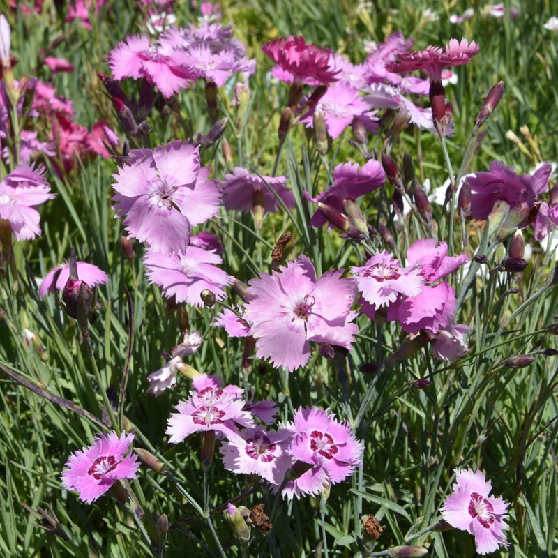 Cottage Garden Pink Dianthus Caryophyllus Buy Online