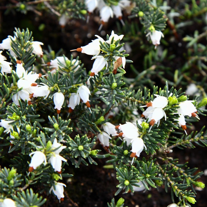 White Perfection Winter Heath 