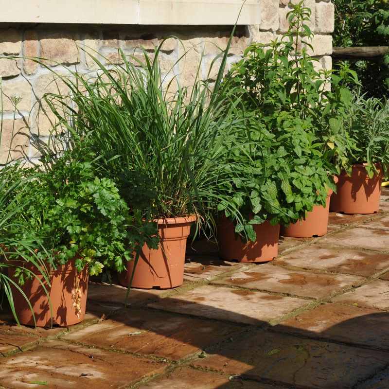 sq-herbs-at-home-001-crop.jpg