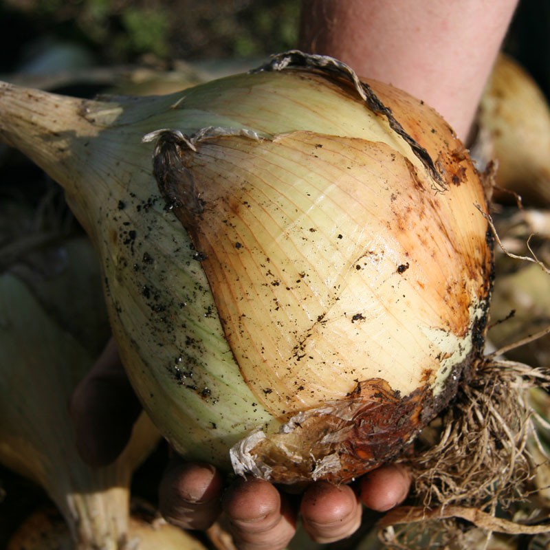 A large Giant Exhibition onion being held in a hand (which can only be partially seen due to the size of the onion), with brown roots at the base and the skin is starting to darken due to it being harvested and drying.