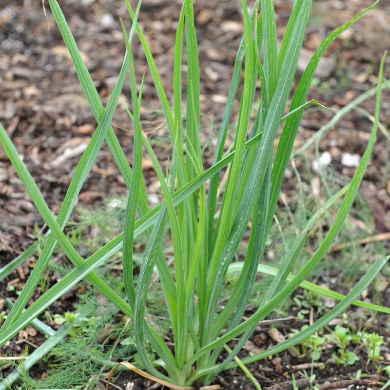 sq-salsify-sandwich-island-001.jpg