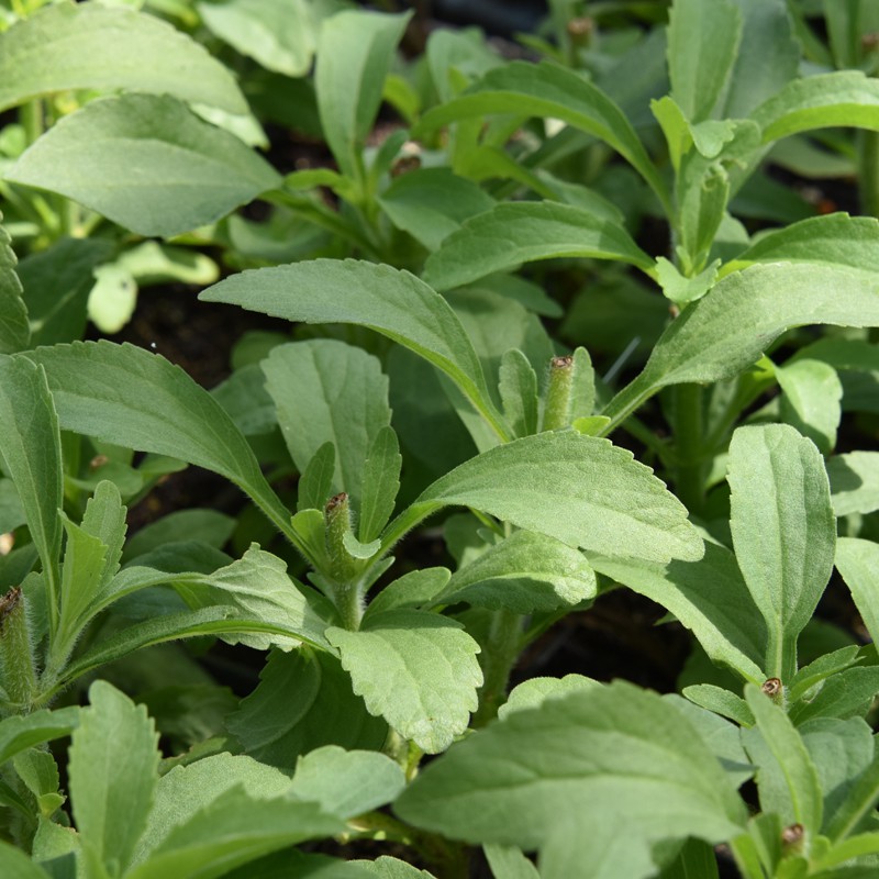 Stevia Plant | Stevia rebaudiana | Buy Online