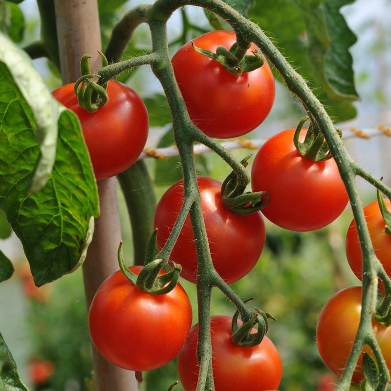 sq-tomato-gardeners-delight-001.jpg