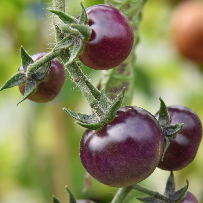 https://www.victoriananursery.co.uk/images/800/sq-tomato-indigo-blue-berries-002.jpg