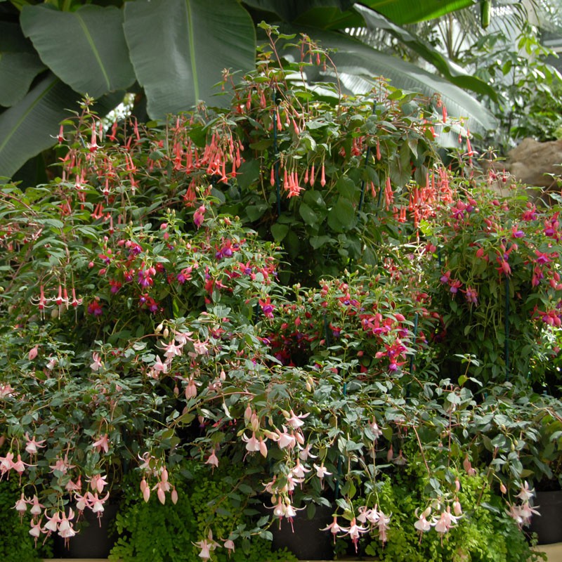 An array of fuchsia plants at RHS Wisley Gardens. Smaller plants in the front with pale pink flowers with deeper reds and pinks in the centre and orange, long Triphylla flowers at the back. 