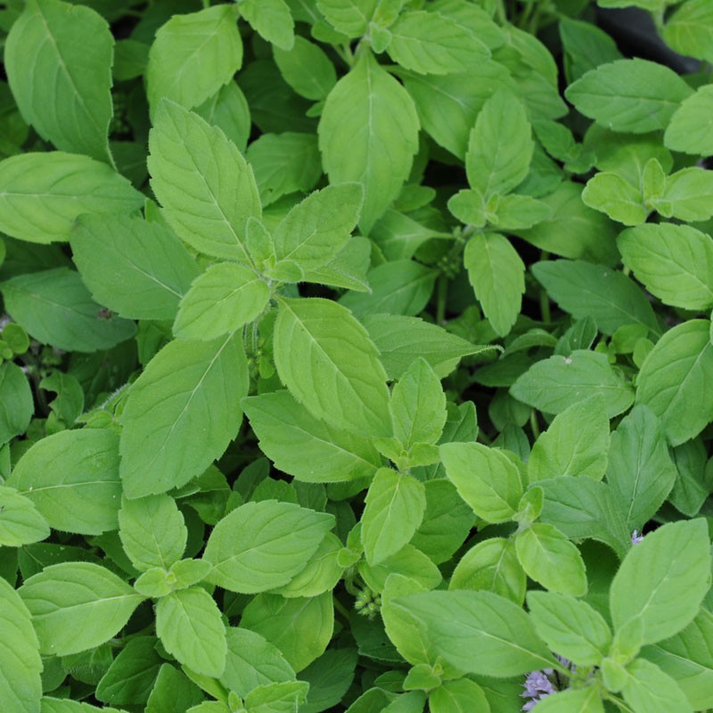 Banana Mint Plant (Mentha arvensis 'Banana')