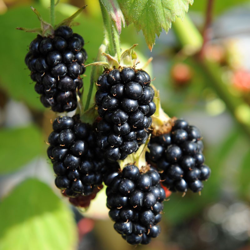 Get Blackberry Fruit Gif