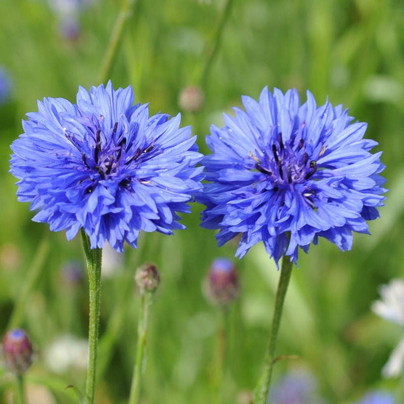 Cornflower Seed 'Crown Blue' (Centaurea cyanus)