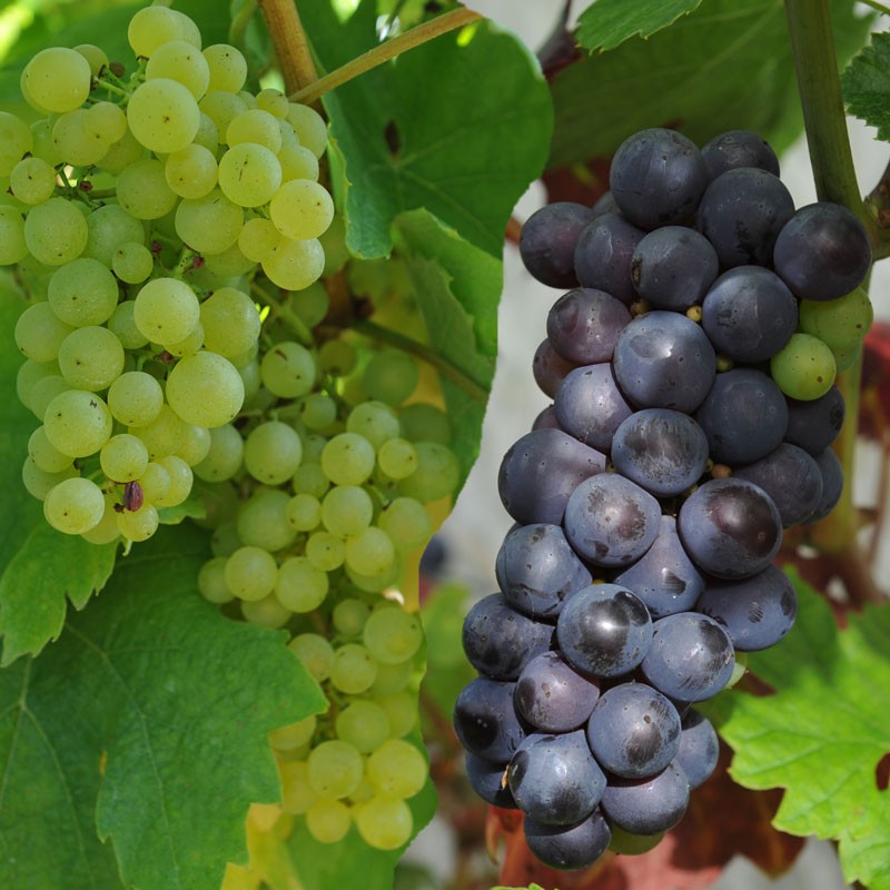 champagne grapes