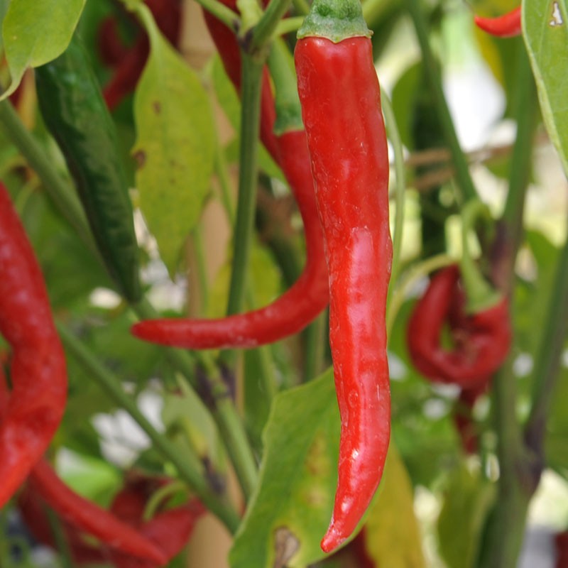 Ring Of Fire Chilli Pepper Plant