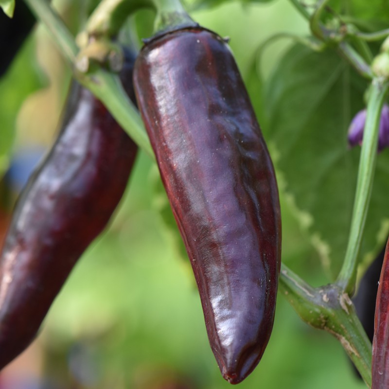 purple peppers