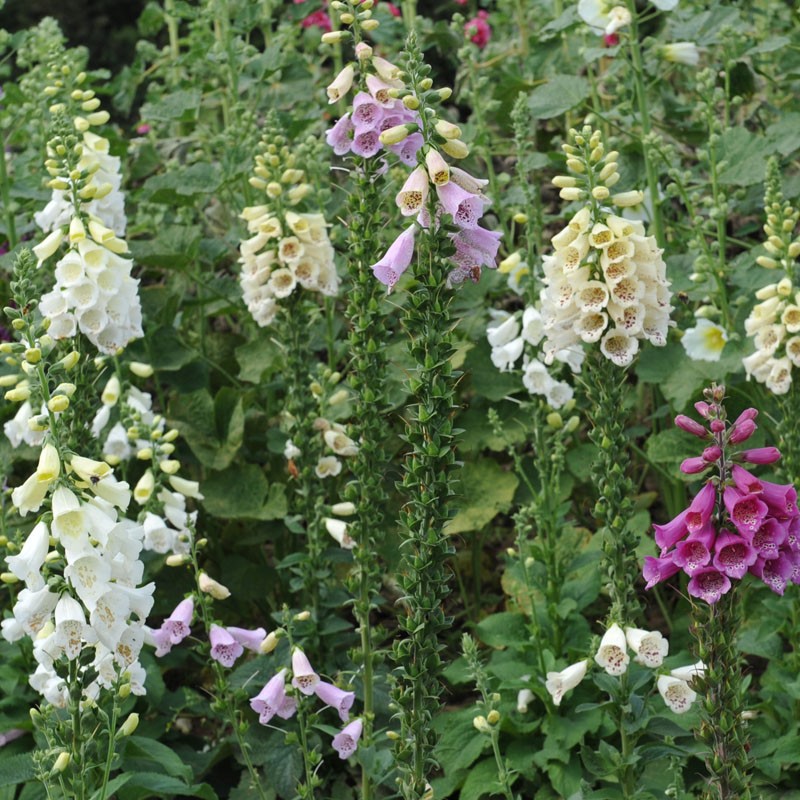 Foxglove Old English Digitalis